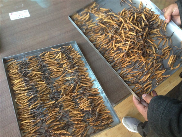 立式冷凍干燥機在操作時有什么要領(lǐng)可言呢？
