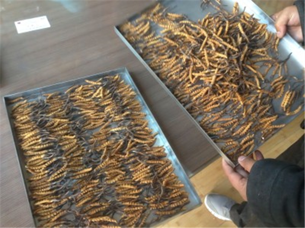 如何解決制藥凍干機(jī)中可能出現(xiàn)的漏液和氣體回流問題？